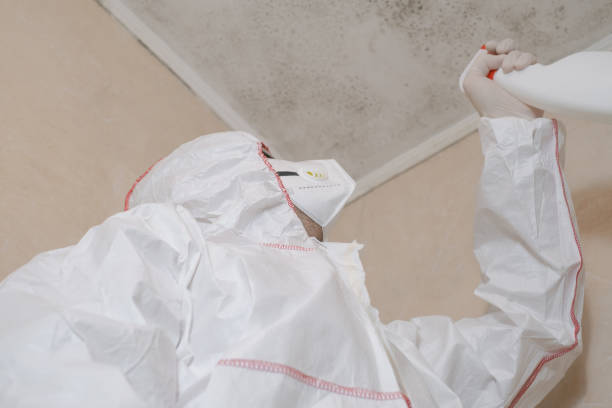 Best Post-Flood Mold Remediation in Yalaha, FL